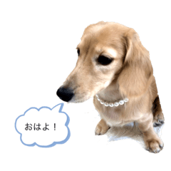 [LINEスタンプ] ダックスフンドのHANA(日常会話)