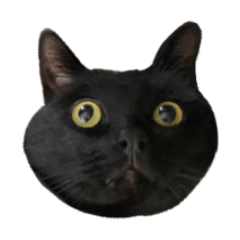 [LINEスタンプ] 6キロの黒猫