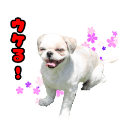 [LINEスタンプ] シーズーのラビちゃん