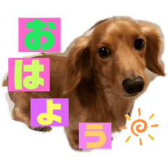 [LINEスタンプ] Kワンズ