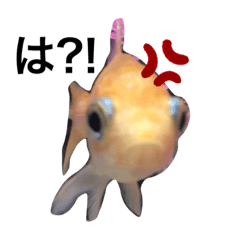 [LINEスタンプ] 金魚の気持ち♡