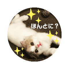[LINEスタンプ] こねこのモマちゃん