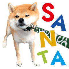 [LINEスタンプ] 柴犬さん多登場！