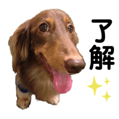 [LINEスタンプ] ダックス宙くんスタンプ
