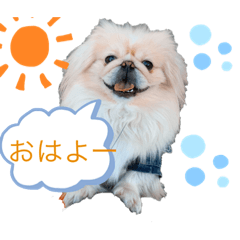 [LINEスタンプ] ペキニーズboyラルフ 【日常用語】
