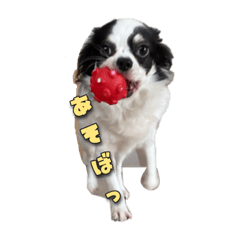 [LINEスタンプ] 愛犬(ララ)のスタンプ