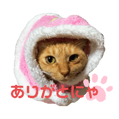 [LINEスタンプ] 我が家の姉妹猫