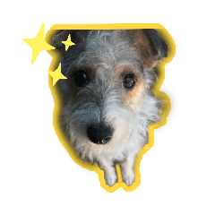 [LINEスタンプ] ジャックラッセルテリアのあんず