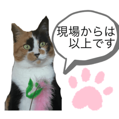 [LINEスタンプ] 天然目ヂカラ ミケコたん