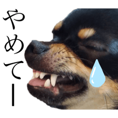[LINEスタンプ] チワワスムースのルル第2弾