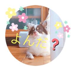 [LINEスタンプ] チワワのラッキー+Coco