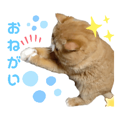 [LINEスタンプ] だいずのスタンプ5