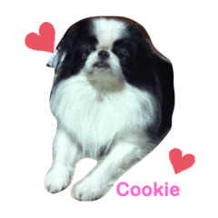 [LINEスタンプ] Japanese Chin Cookie 1