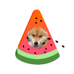 [LINEスタンプ] ポメ＆シバ犬