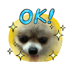 [LINEスタンプ] ポメ＆プードル