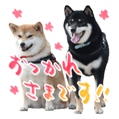 [LINEスタンプ] 柴犬 空丸＆花丸 2