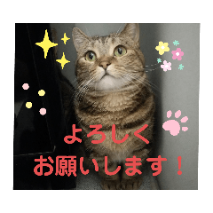 [LINEスタンプ] 沙羅ゆう