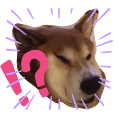 [LINEスタンプ] 愛犬ムク