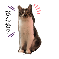 [LINEスタンプ] みぃとぅん