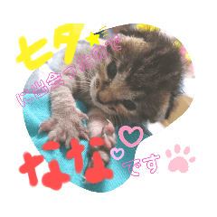 [LINEスタンプ] 猫のななちゃん①