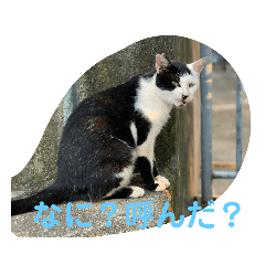 [LINEスタンプ] 地域猫のうしくん
