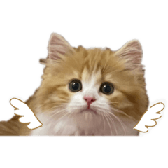 [LINEスタンプ] 世界一かわいい赤ちゃんねこ2