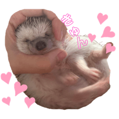 [LINEスタンプ] ハリネズミきなこちゃん♡