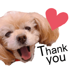 [LINEスタンプ] プードルのモカとお友達