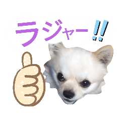 [LINEスタンプ] しろくん 3