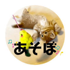 [LINEスタンプ] ぶーにゃんファミリー