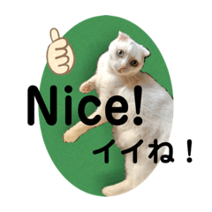 [LINEスタンプ] 白猫のんびりライフ2