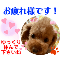 [LINEスタンプ] トイプードル（晴明）6