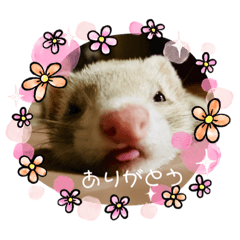 [LINEスタンプ] かえるとハクとココと愉快な仲間たち2