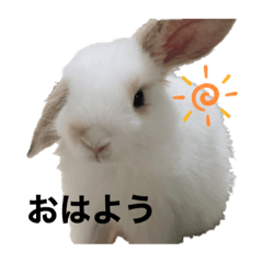 [LINEスタンプ] うさぎのぽぽんくん。