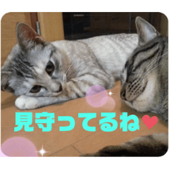 [LINEスタンプ] にゃんこ達が一言