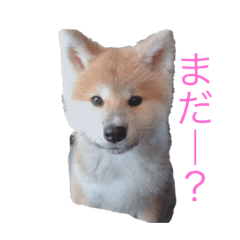 [LINEスタンプ] 秋田犬 スタンプ 愛犬