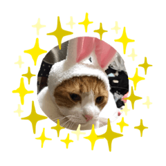 [LINEスタンプ] 柏原にゃ〜のスタンプ