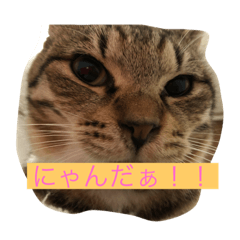 [LINEスタンプ] まるまるニャンだほぉの画像（メイン）