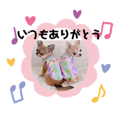 [LINEスタンプ] チワワのれおぱこぴにこ②