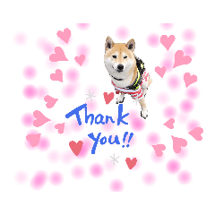 [LINEスタンプ] 柴犬 剛気(りき)2