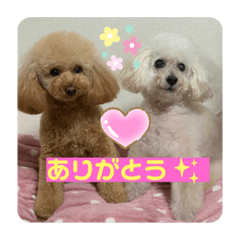 [LINEスタンプ] 可愛いトイプー♡クルミとももか