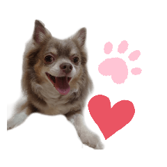 [LINEスタンプ] イザベラチワワのノエちゃん