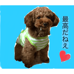 [LINEスタンプ] 激かわティーカッププードル