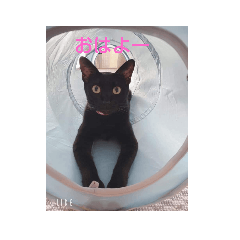 [LINEスタンプ] 家の猫たちスタンプ