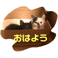 [LINEスタンプ] シロクロ猫好きスタンプ