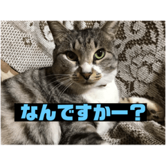 [LINEスタンプ] サバトラ猫カリーノちゃん