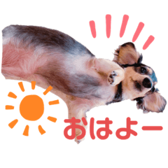 [LINEスタンプ] ダックス(Hauru)