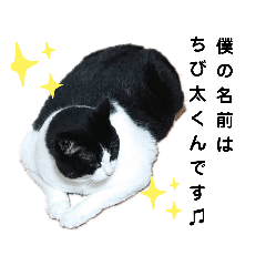 [LINEスタンプ] チビ太くんのスタンプだにゃ