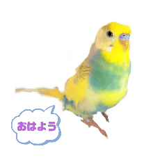 [LINEスタンプ] セキセイインコ日常で使う言葉