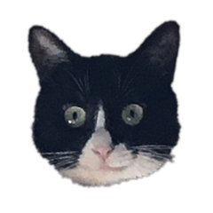 [LINEスタンプ] 猫 他 スタンプ